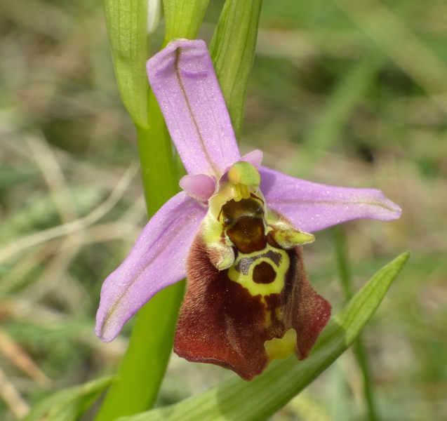 Orchidee di Creta: tra mitologia, montagne e natura, marzo 2015